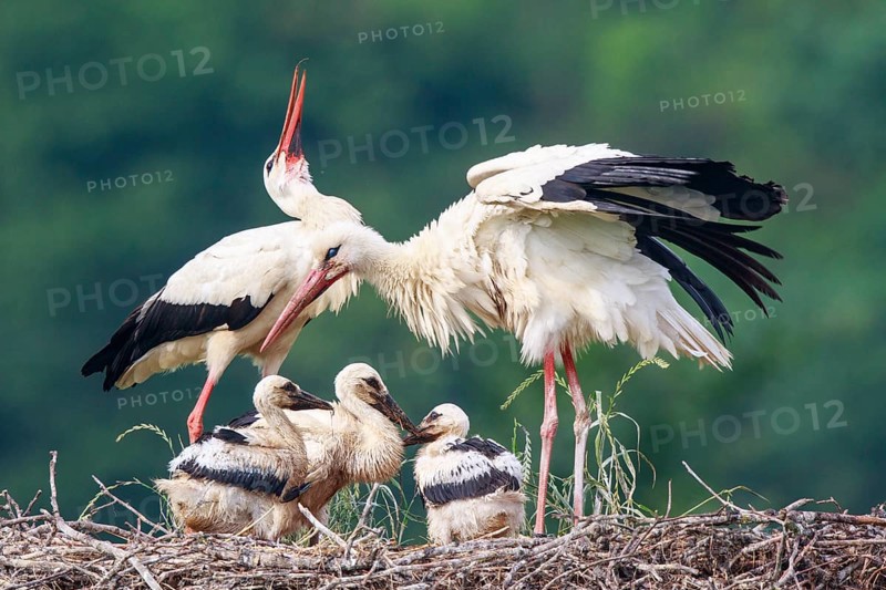 White Stork (Ciconia ciconia) pair with young in nest, North Rhine-Westphalia, Germany