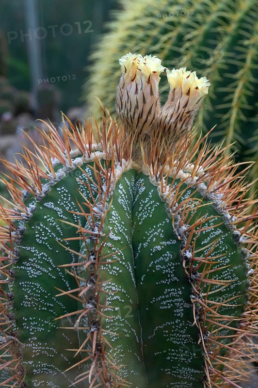 Cactus, flowering bishop's mitre (Astrophytum ornatum), Botanical Garden Erlangen, Middle Franconia, Bavaria, Germany