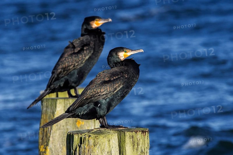 Cormorants (Phalacrocorax carbo) sitting on groynes, Fischland-Darß-Zingst, Baltic Sea, Mecklenburg-Western Pomerania, Germany