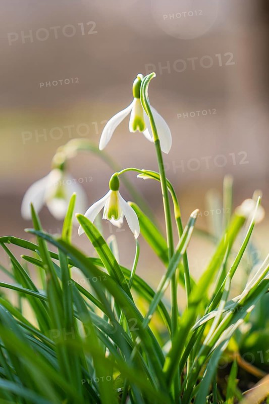 Macro shot of snowdrops in spring with blurred background, Schwäbisch Hall, Germany