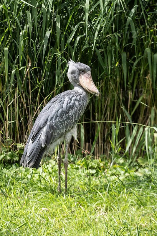 Shoebill (Balaeniceps rex), Walsrode Bird Park, Lower Saxony, Germany