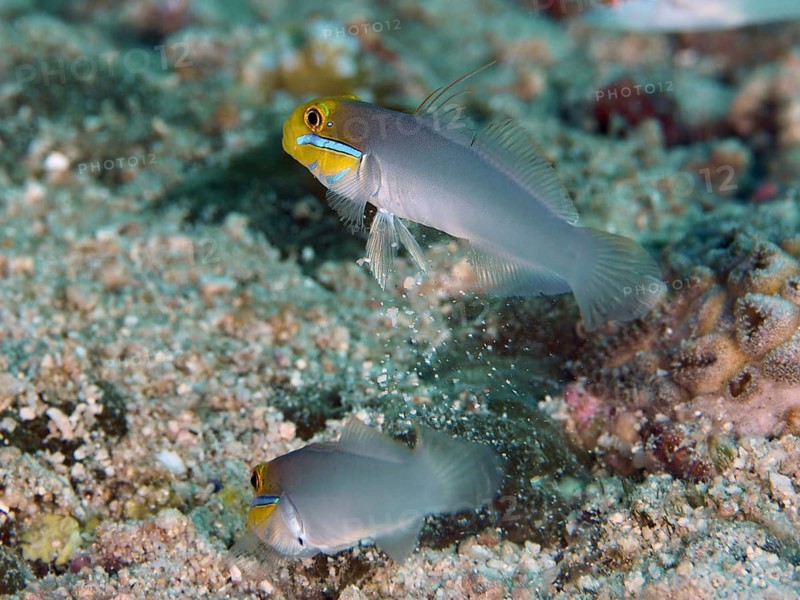 Two fish, golden-fronted sleeper goby (Valenciennea strigata), moving on the sandy seabed, interacting with each other, dive site Spice Reef, Penyapangan, Bali, Indonesia