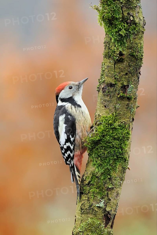 Middle Spotted Woodpecker (Dendrocoptes medius), North Rhine-Westphalia, Germany
