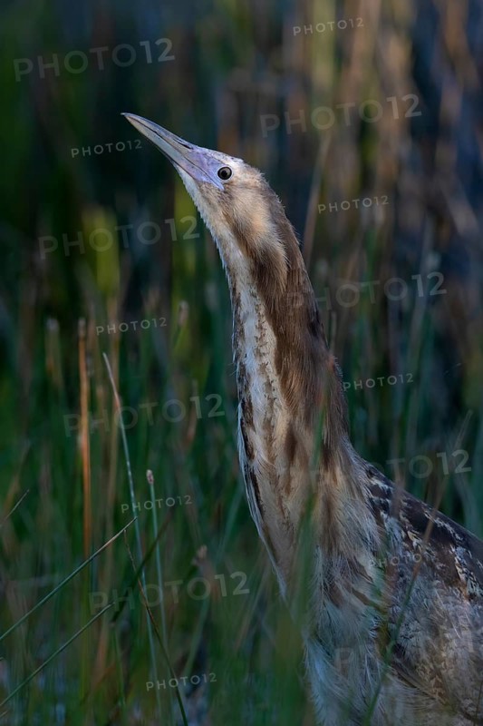 Australasian Bittern (Botaurus poiciloptilus) juvenile, Victoria, Australia
