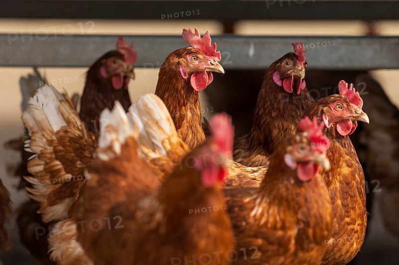 Lively group of brown hens close together on a poultry farm, domestic chicken, Rhineland-Palatinate, Germany