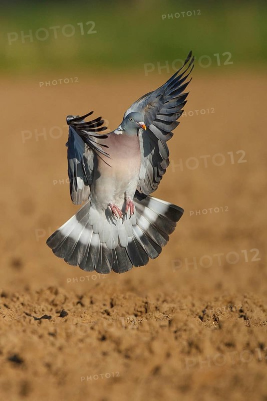 Common Wood Pigeon (Columba palumbus) flying, North Rhine-Westphalia, Germany