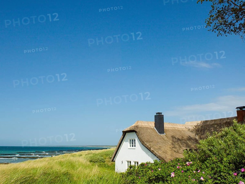 Coastal scene, blooming plants in the foreground, with a thatched building, Ahrenshoop, Baltic Sea, Vorpommern-Rügen district in Mecklenburg-Western Pomerania, Germany