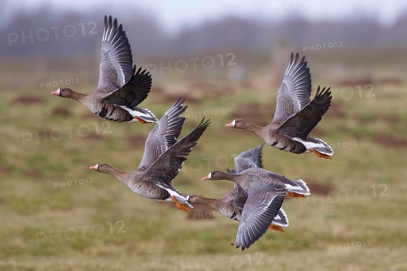 Greater White-fronted Goose & Barnacle Goose (Anser albifrons & Branta leucopsis) flock flying, North Rhine-Westphalia, Germany