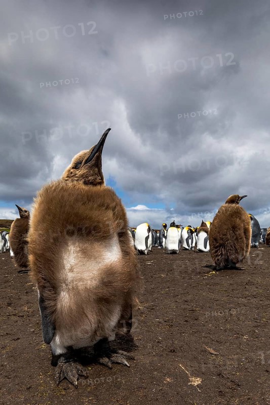 King Penguin (Aptenodytes patagonicus) juvenile, Falkland Islands