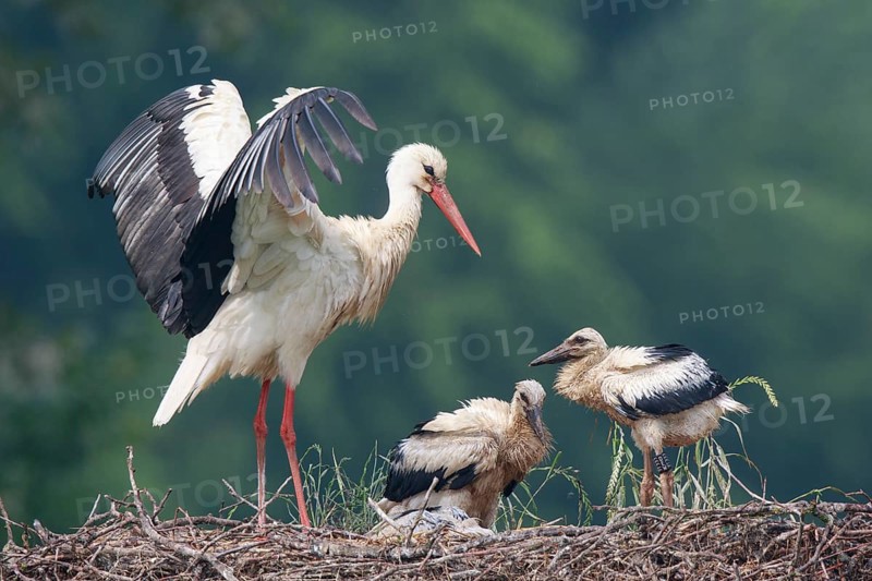 White Stork (Ciconia ciconia) with chicks in nest, North Rhine-Westphalia, Germany