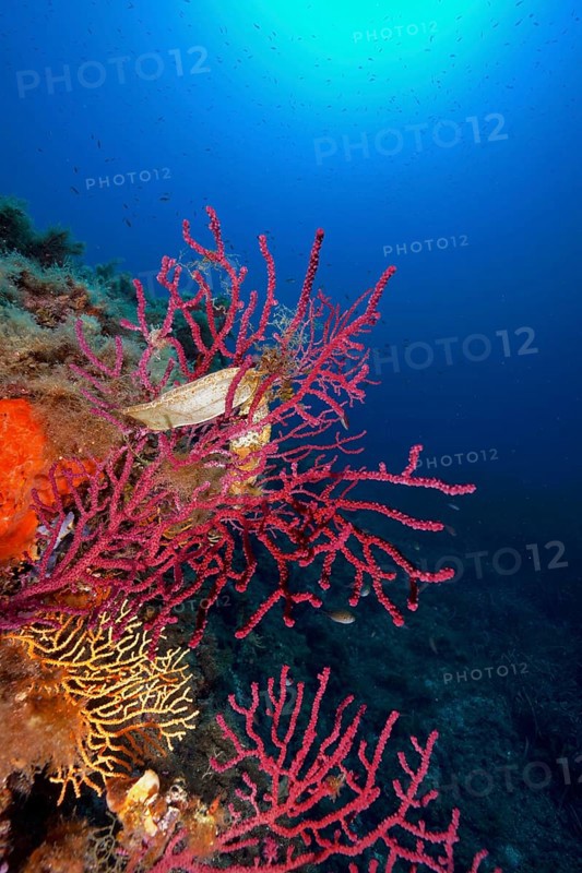Two specimens of egg capsule of nursehound (Scyliorhinus stellaris) on violescent sea-whip (Paramuricea clavata) with closed polyps in the Mediterranean Sea near Hyères. Backlight. Dive site Giens Peninsula, Côte d'Azur, France