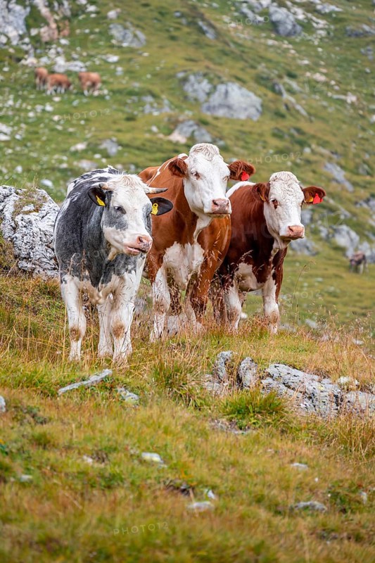 Three cows on a mountain pasture, Carnic Alps, Carinthia, Austria