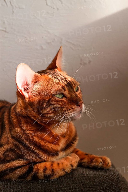 Ginger cat, Bengali breed, resting, on the couch, under the sun, vertical, no people