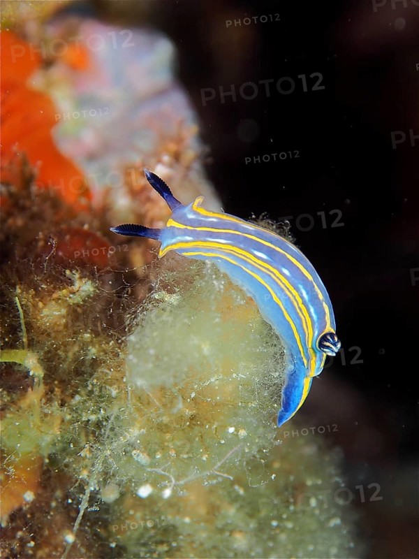 A blue star snail (Felimare tricolor) with yellow stripes crawls over algae, dive site marine reserve Cap de Creus, Rosas, Costa Brava, Spain, Mediterranean Sea