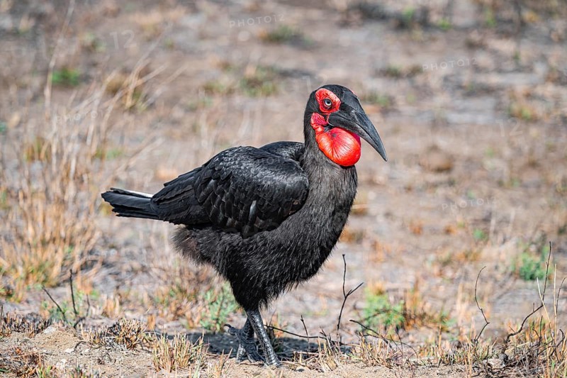 Red-faced Hornbill (Bucorvus leadbeateri), on the ground, Kruger National Park, South Africa