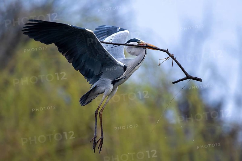 Grey heron (Ardea cinera), flying, with a branch in its beak, building a nest, Vienna, Austria