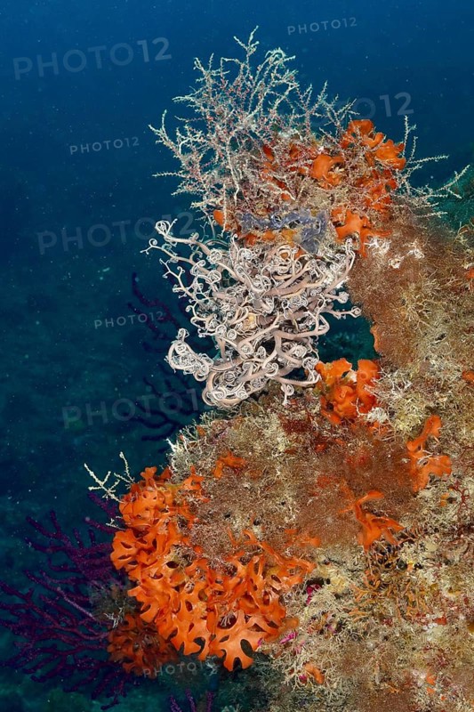 Colourful underwater landscape with various creatures, mediterranean basket star (Astrospartus mediterraneus), orange spiny sponge (Acanthella acuta) and various plants. Dive site Marine reserve Cap de Creus, Rosas, Costa Brava, Spain, Mediterranean Sea