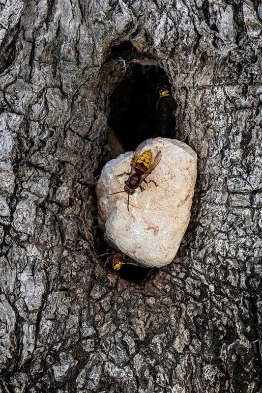 Hornets (Vespa crabro) at the nest entrance in an olive tree, Sicily, Italy