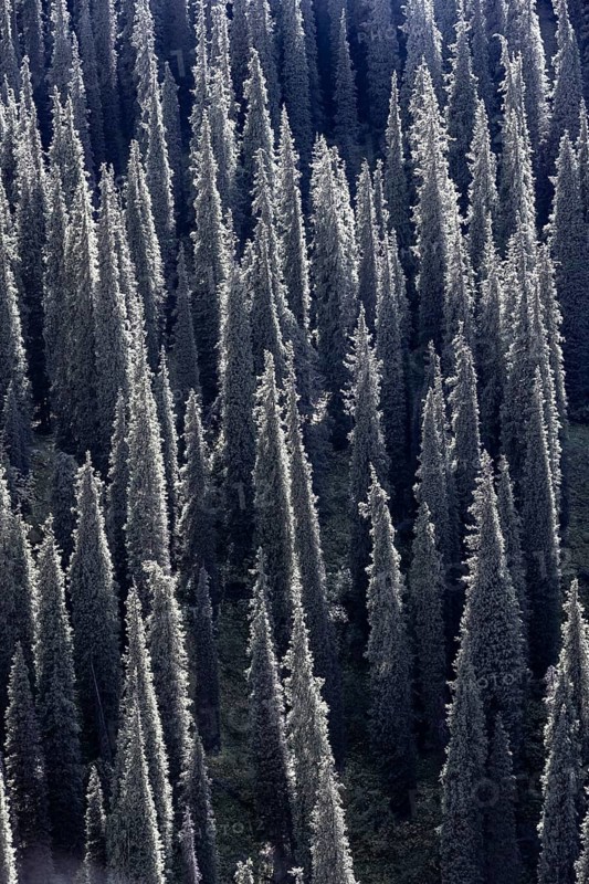 Coniferous forest, Many trees, Siberian Fir tree (Abies sibirica), Tien Shan Mountains, Kyrgyzstan