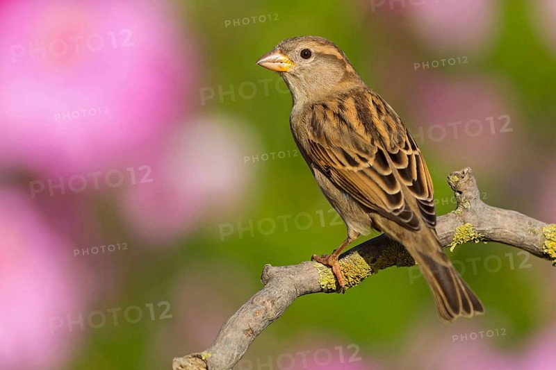 House Sparrow, Passer domesticus, Moineau domestique, Gorrión Común, Beindersheim, Bad Dürkheim district, Rhineland-Palatinate, Germany