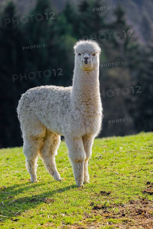 One young white Alpaca (Vicugna pacos) stands on a green meadow . A forest is in the distant background