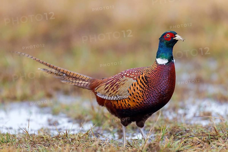 Fasan, Common Pheasant, Pheasant, Ring-necked Pheasant, Phasianus colchicus, Faisan de Colchide, Faisan de chasse, Faisán Vulgar