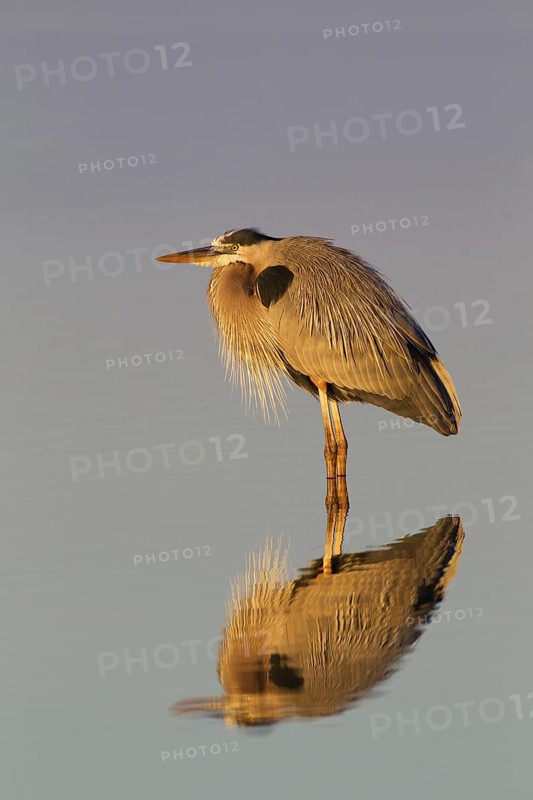 Great Blue Heron (Ardea herodias), Florida, USA