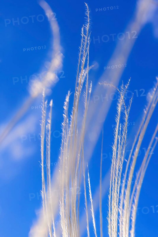 Feather grass (Stipa pennata) at a blue sky at a abstract nature pattern