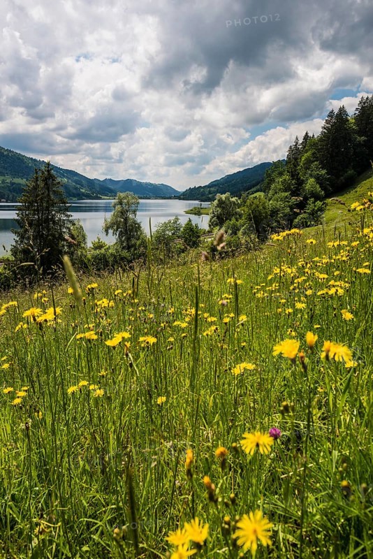 Bühl, Großer Alpsee, Immenstadt, Oberallgäu, Allgäu, Swabia, Bavaria, Germany