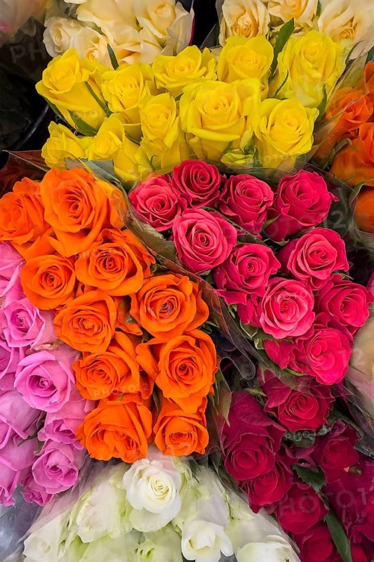 Top view of offer arrangement of roses in five bouquets Bouquets of roses with pink pink yellow light red dark red orange roses, international