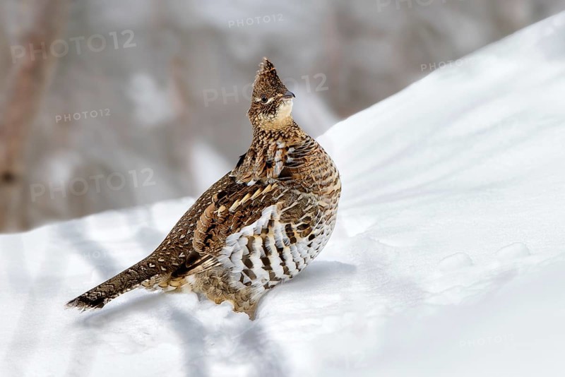 Ruffed Grouse (Bonasa umbellus), Ontario, Canada