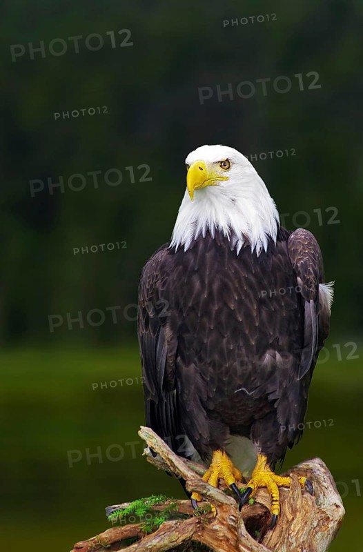 A bald eagle poses proudly on a tree trunk in front of a green forest background, Icefields Parkway, Jasper, Alberta, Canada
