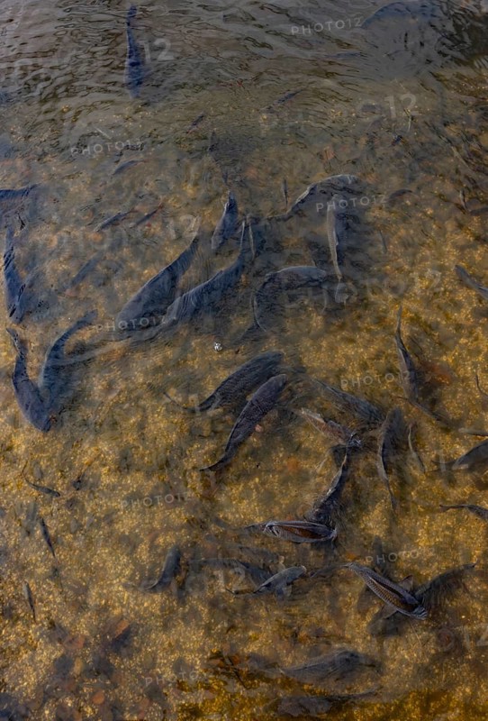 Fish pond with carp (Cyprinus carpio) in the Blockheide nature park Park near Gmünd, Waldviertel, Lower Austria, Austria