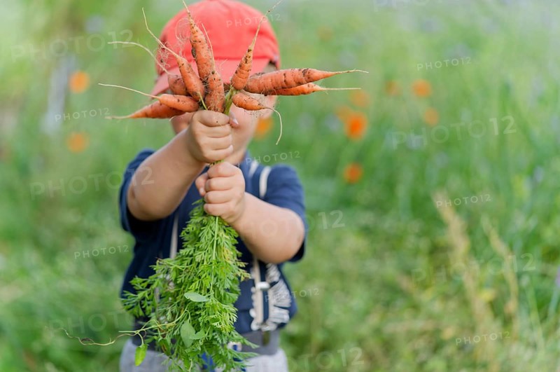 A boy in a field with carrots in his hand. Germany. diet, children, fruit, bio, eco, harvesting, healthy food, ecological, ingredient, homemade, vegetables, vitamin, vegetarian, gardening, environment, carrot, fresh, bunch, autumn, garden, farmer, plant, healthy, field, orange, food, nature, harvest, organic, farm, holding, summer, boy, picking, gardener, vegan, child, raw, grow, eat, kid, hands, nutrition
