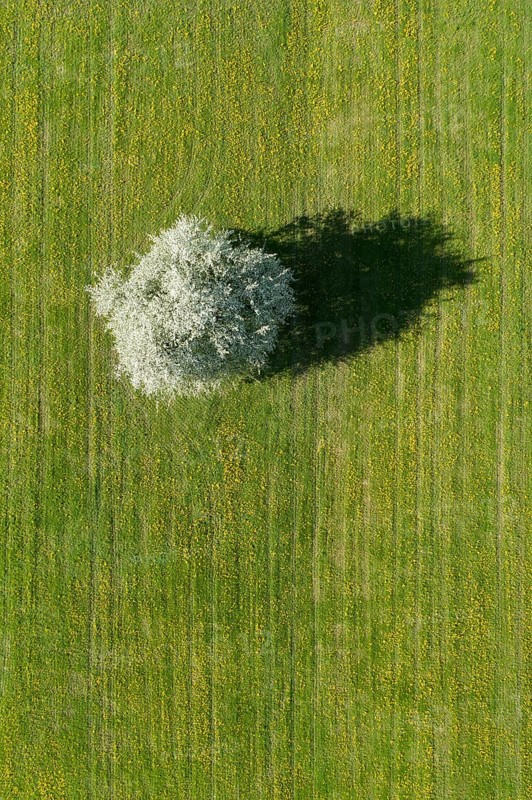Bird's eye view of blossoming apple tree in meadow, Canton Thurgau, Switzerland