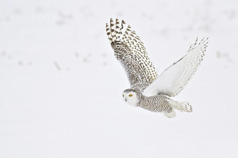 Snowy Owl (Bubo scandiacus) flying, Ontario, Canada