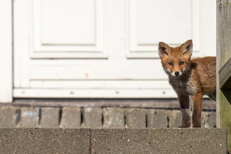 Young fox, holiday settlement, Søndervig, Ringkøbing Fjord, Denmark