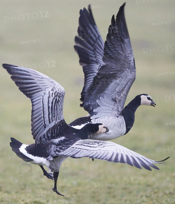 Barnacle Goose (Branta leucopsis), Friesland, Netherlands