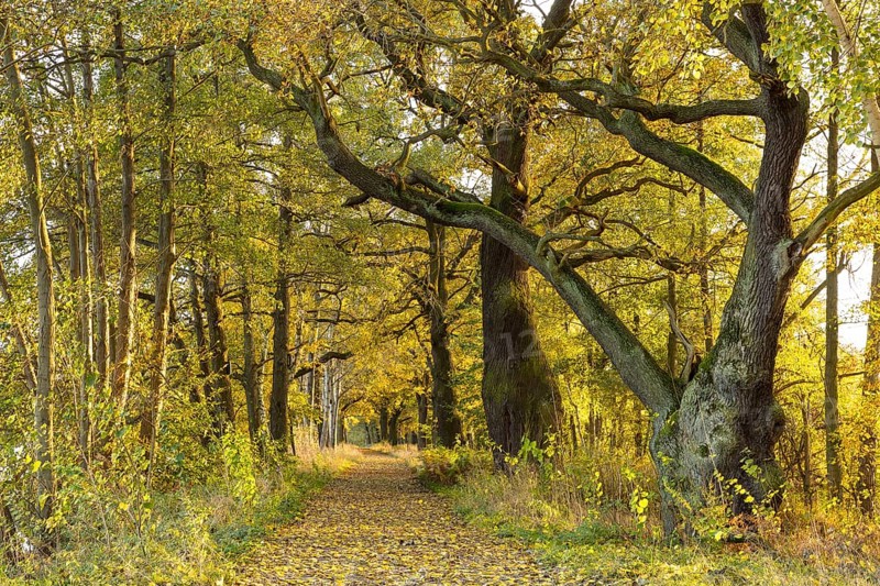 Elephant oak and avenue with old oaks (Quercus) at the large pond in the Spreer Heide in autumn, Hähnichen near Rothenburg, Upper Lusatia, Saxony, Germany