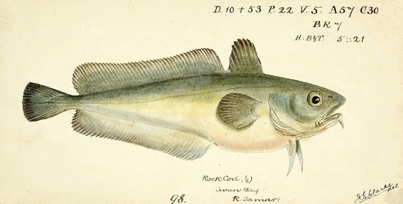Light brown to greenish-brown filefish, Pseudophycis barbata, Pot-bellied leatherjacket, fish, reproduction of an original, by Frank Edward Clarke (b. 1849, d. 1899), ichthyologist and scientific draughtsman