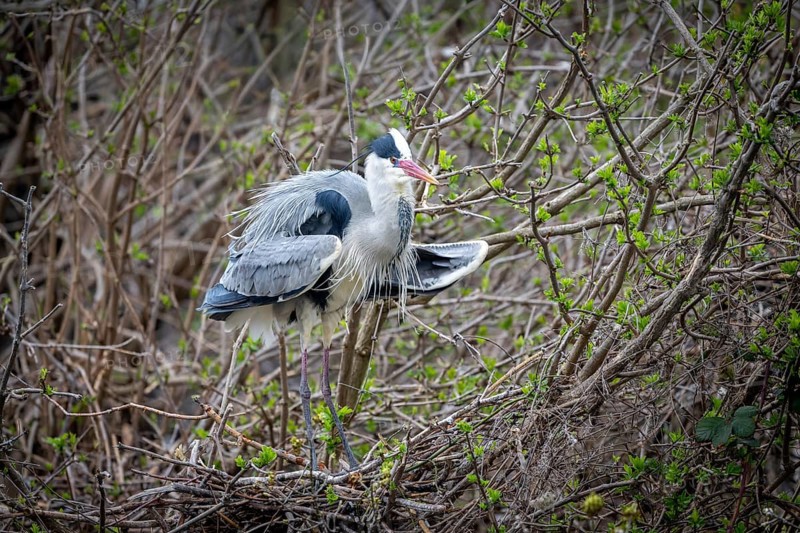 Grey heron (Ardea cinera), building a nest, Vienna, Austria