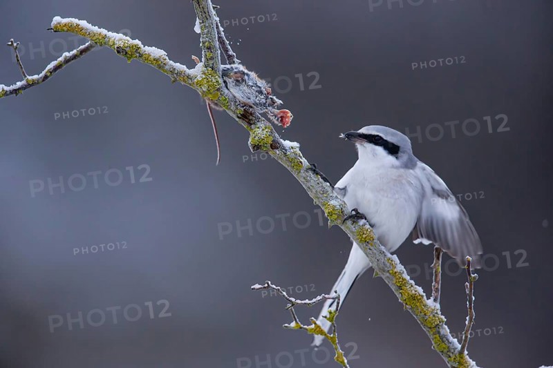Great Grey Shrike (Lanius excubitor) consuming a mouse impaled in a thorn bush, Germany