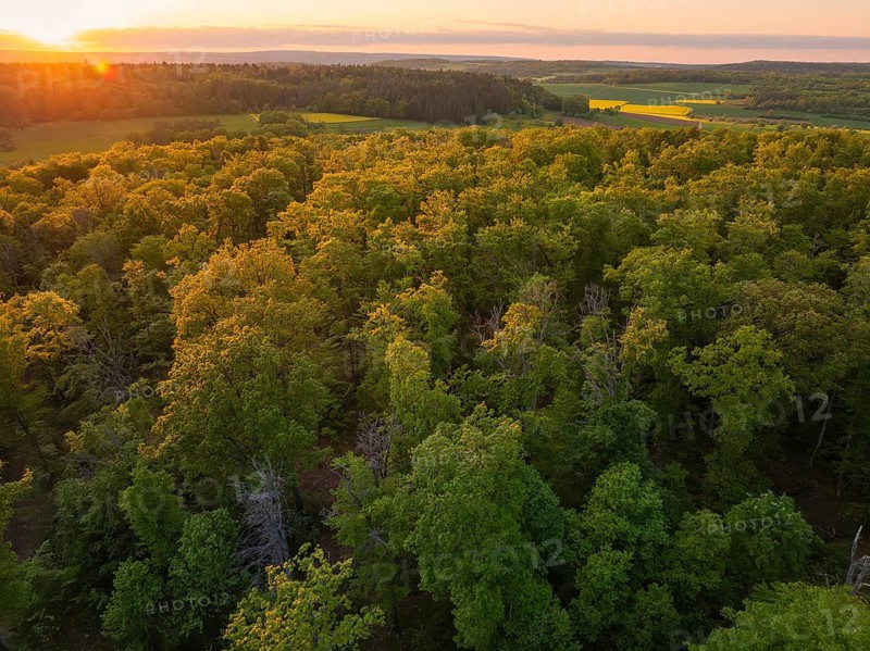 An autumnal forest landscape at sunset, trees in bright colours, forest pasture project, compensatory measure for the Hermann Hesse Railway, Gechingen, Calw district, Germany