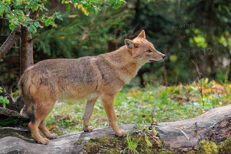A golden jackal (Canis aureus) stands on a rotting tree lying on the ground between bushes and rocks at the edge of the forest