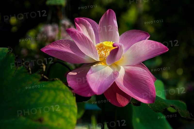 Lotus, Ko Chang, Koh Chang, Mu Ko Chang National Park, Trat, Thailand