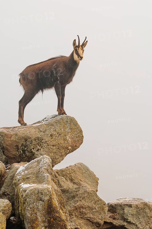 An adult male chamois (Rupicapra rupicapra) stands on a rock in dense fog at sunrise, illuminated by a weak, solitary ray of sunlight