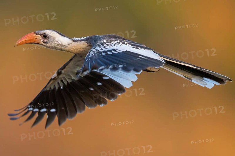 Senegal Hornbill, Hornbill, Western Red-billed Hornbill, (Tockus kempi), animals, bird, flight photo, Bansang quarry, Bansang, South Bank, Gambia