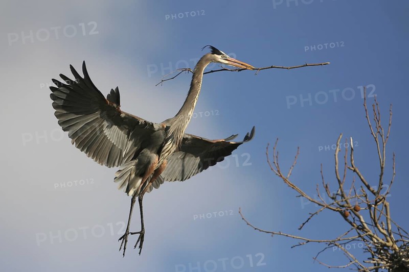 Great Blue Heron (Ardea herodias) flying, Ohio, USA