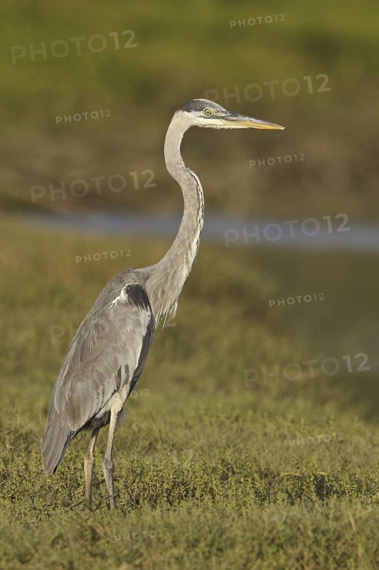 Great Blue Heron (Ardea herodias), Ecuador