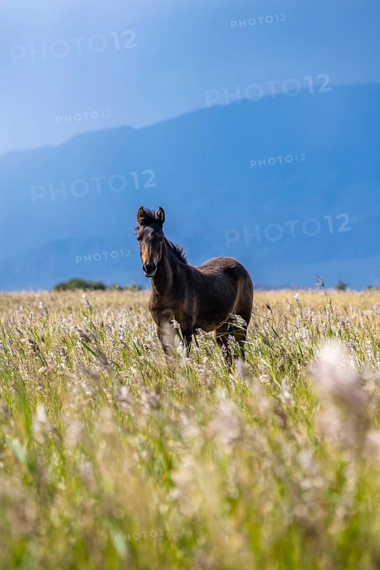 A dark horse in a wide meadow against an imposing mountain backdrop, Yssykköl, Kyrgyzstan